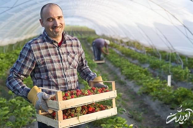 کارگران مزرعه